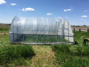 Troy Farms hoophouse was rebuilt this year after a tornado tore through the structure in their first year of farming. (photo/courtesy Anthony Troy)