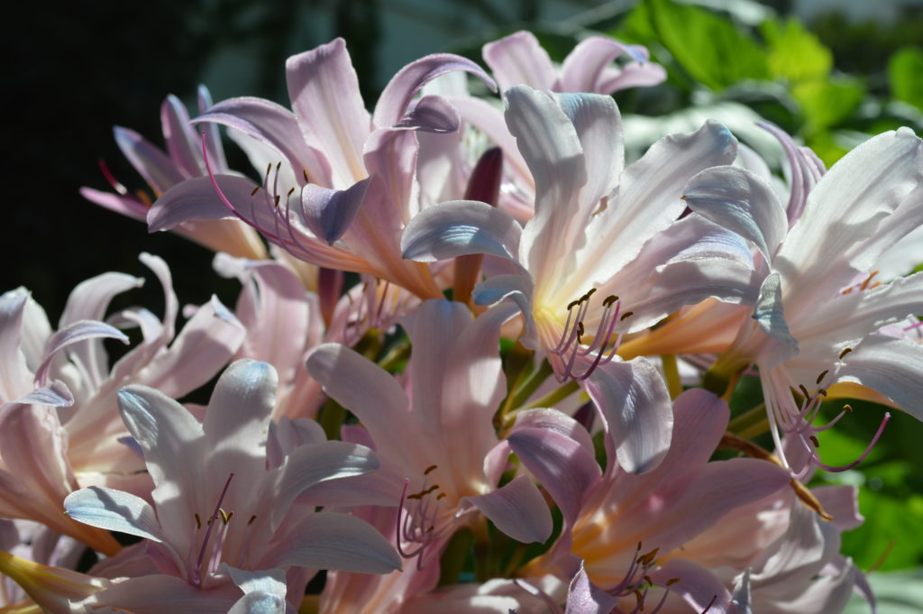 Surprise lilies are making their annual appearance. (photo/Cindy Hadish)