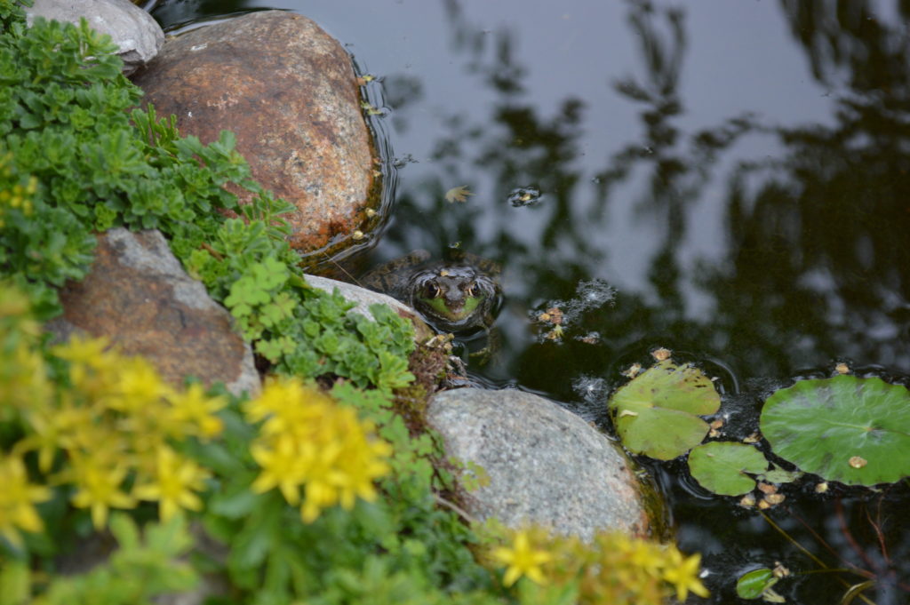 A frog peeks out of a pond in a backyard in Cedar Rapids that was once nearly devoid of life. Water lilies (Nymphaeaceae) float on the pond, at right, while Kamchatka stonecrop (Sedum kamtschaticum) blooms yellow as it hugs the stones lining the water's edge. Three frogs make their home in the backyard pond, along with many other forms of wildlife. (photo/Cindy Hadish for Iowa Gardener)