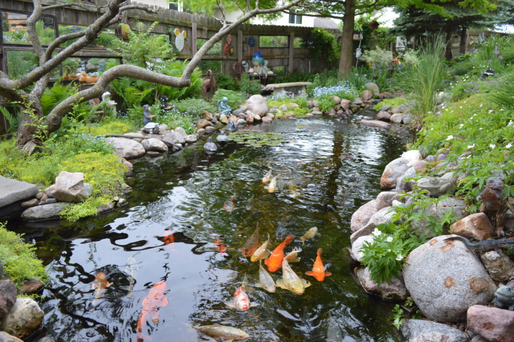 More than 40 koi make their home year-round in the pond, with oxygen generated and water kept circulating through a series of five waterfalls. Clockwise from left, Fine Gold Leaf Stonecrop (Sedum sarmentosum,) sumac trees, blue forget-me-nots (Myosotis sylvatica,) ostrich fern (Matteuccia struthiopteris,) pink cranesbill (Geranium) and white wild geranium grow alongside the pond, with water lilies (Nymphaeaceae) and cattails (Typha) inside. Trees in the background include bald cypress (Taxodium distichum) and Colorado blue spruce (Picea pungens.) (photo/Cindy Hadish for Iowa Gardener)