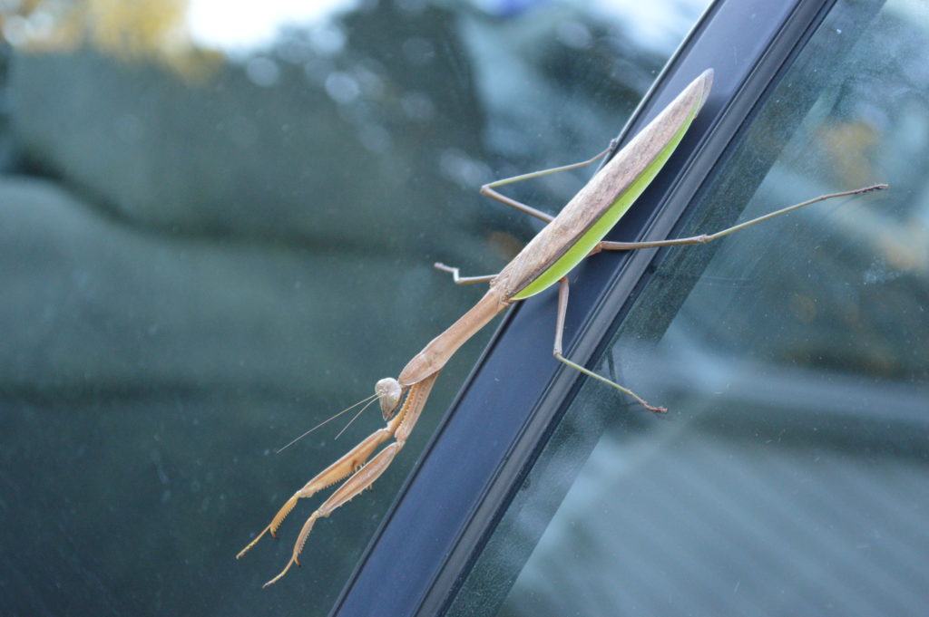Praying mantises eat a variety of live insects. (photo/Cindy Hadish) 