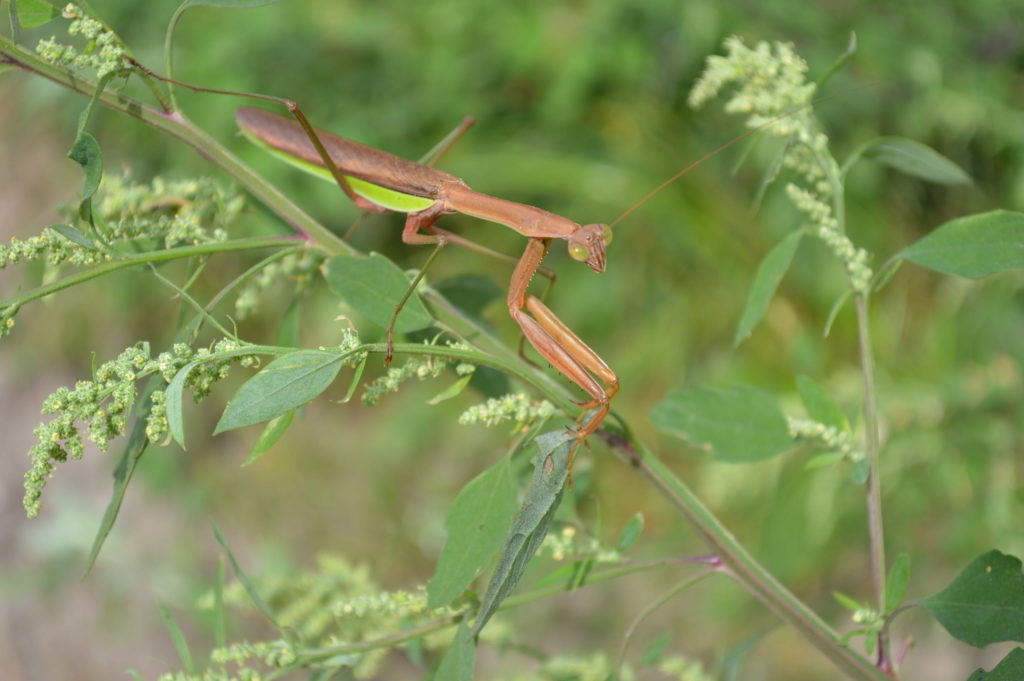 Praying mantises may appear intimidating, but are actually beneficial insects. (photo/Cindy Hadish)