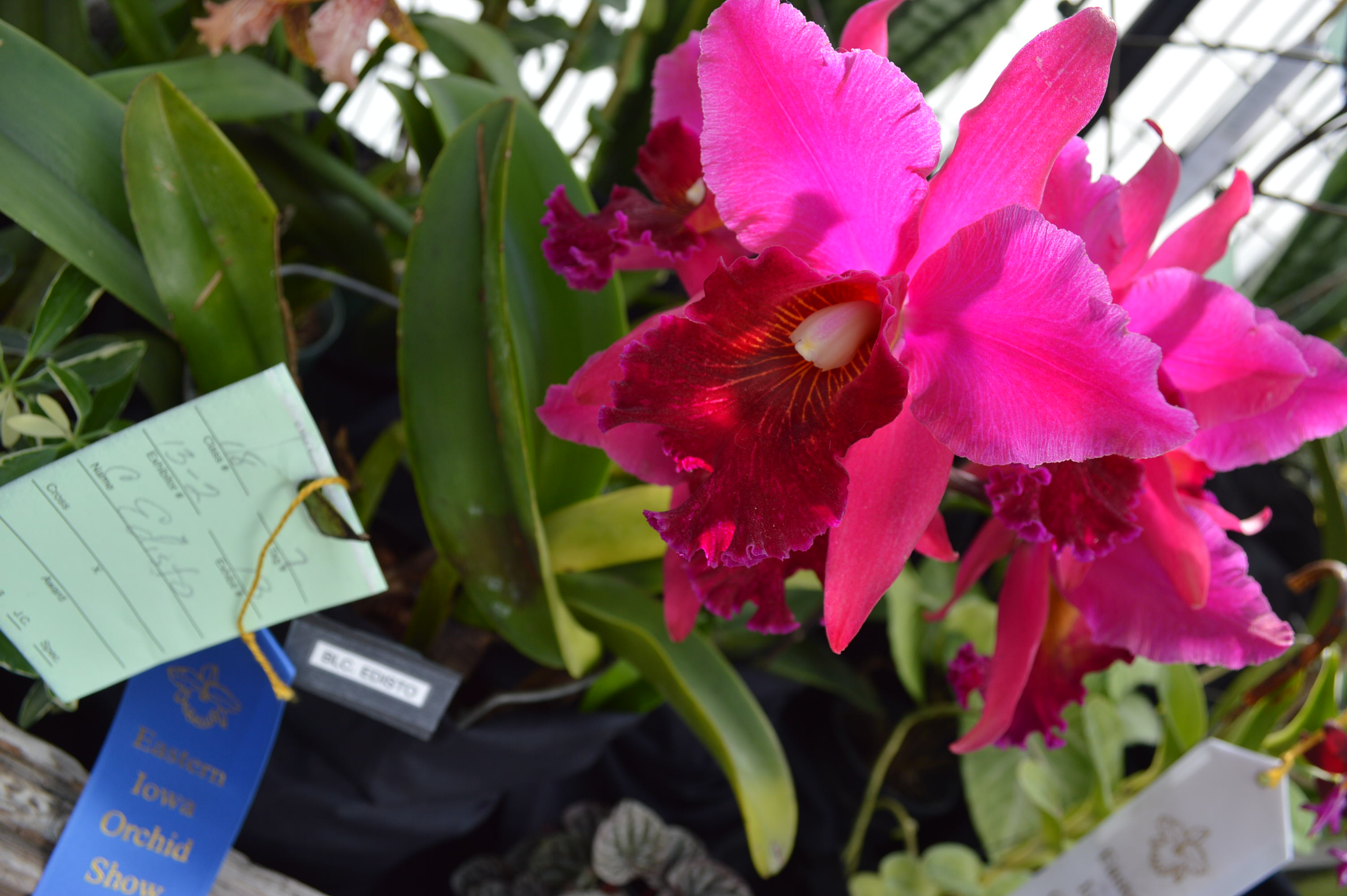 Exotic orchids will be on display during the Eastern Iowa Orchid Show and Sale at the Noelridge Greenhouse. (photo/Cindy Hadish)