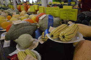 Winter squash, shown at the 2016 Iowa State Fair, generally can survive a frost, but summer squash should be harvested before the first frost or freeze. (photo/Cindy Hadish)