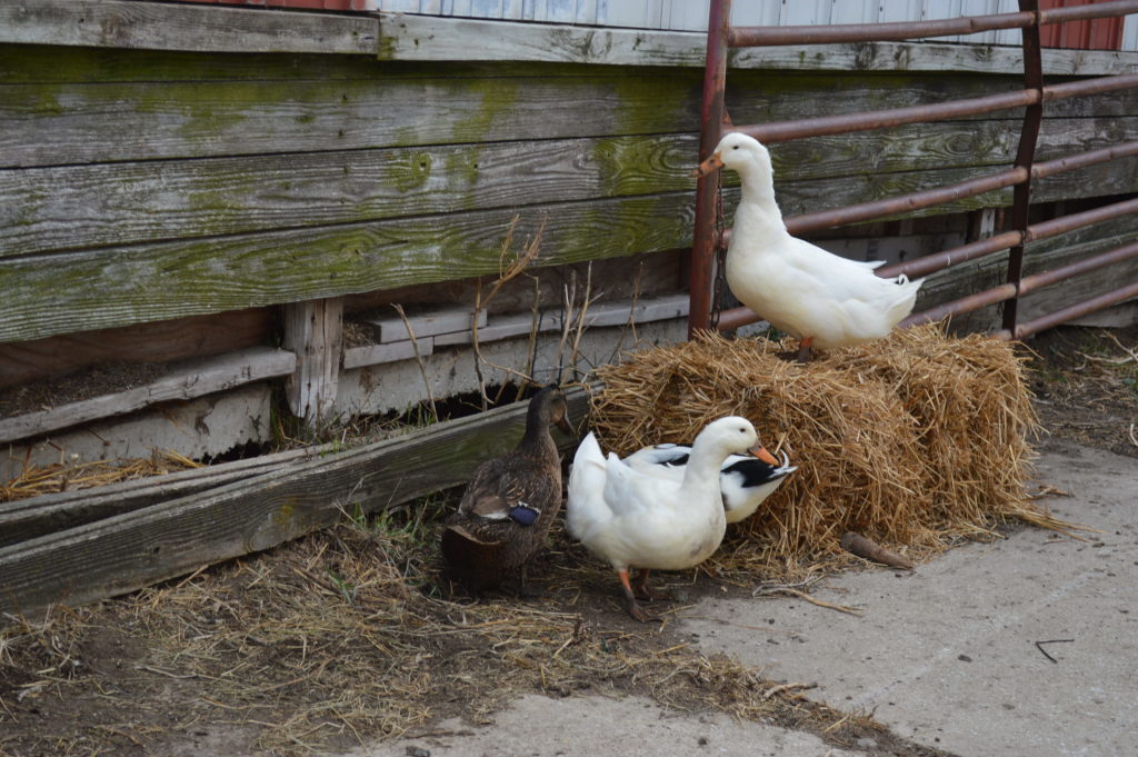 Animals find safe haven at Iowa’s first farm sanctuary Homegrown Iowan