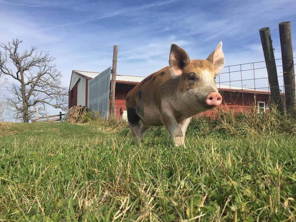 Animals find safe haven at Iowa’s first farm sanctuary