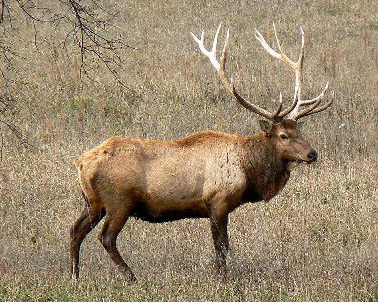 DNR shoots “elusive” elk in Eastern Iowa