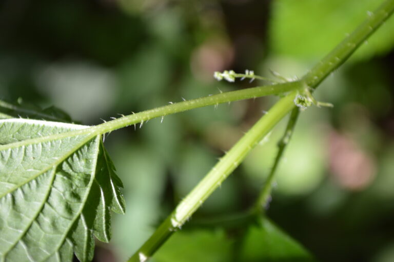 What to do with stinging nettles Homegrown Iowan