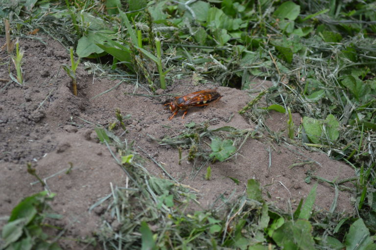 Mistaken identity in Iowa Cicada killers vs. “murder
