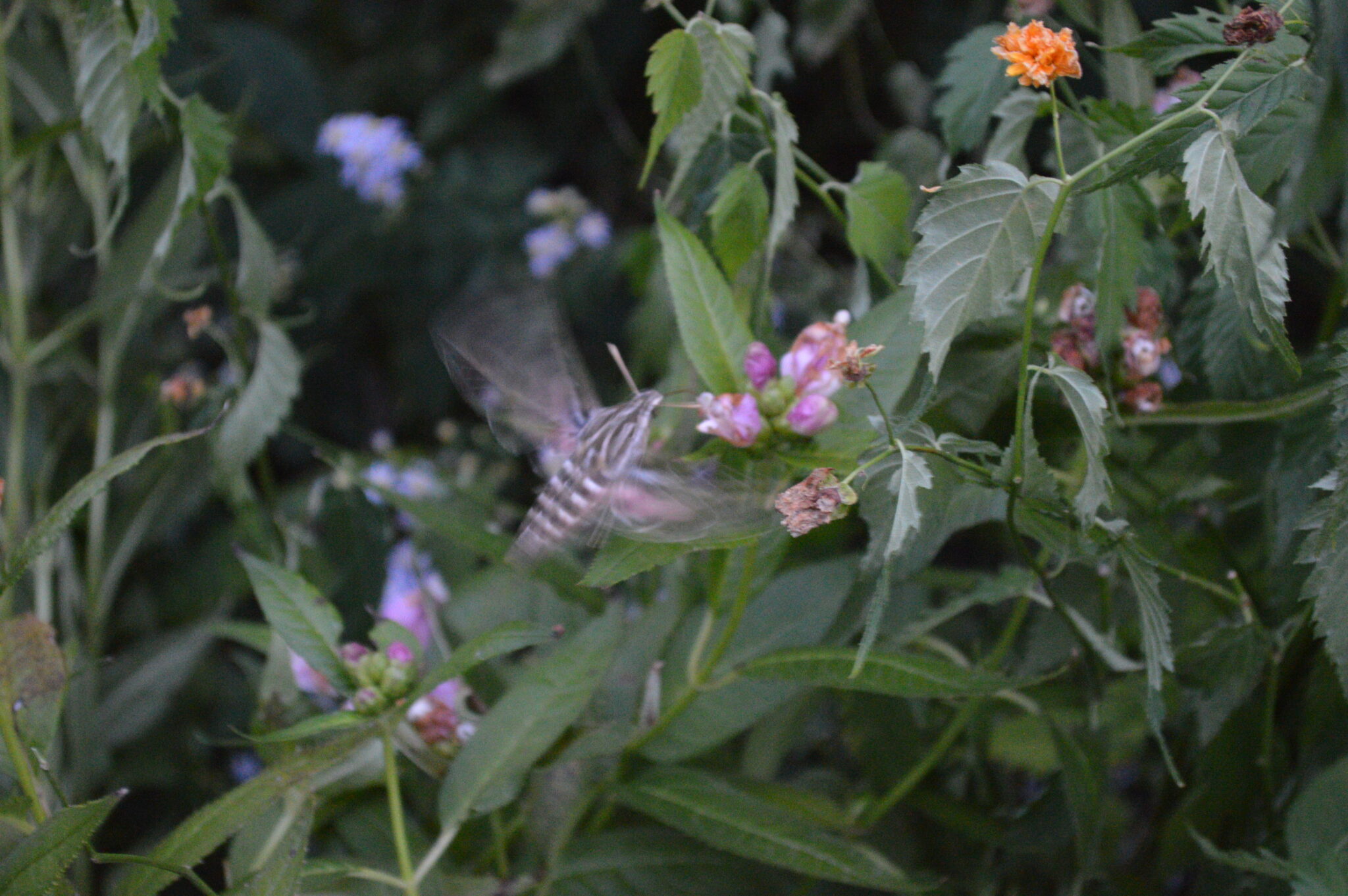 Getting buzzed in the garden hummingbird moths Homegrown Iowan